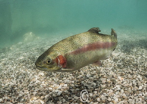 Trout.
Capernwray. by Mark Thomas 